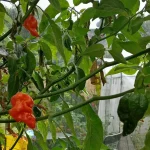 can you grow dragon fruit in michigan