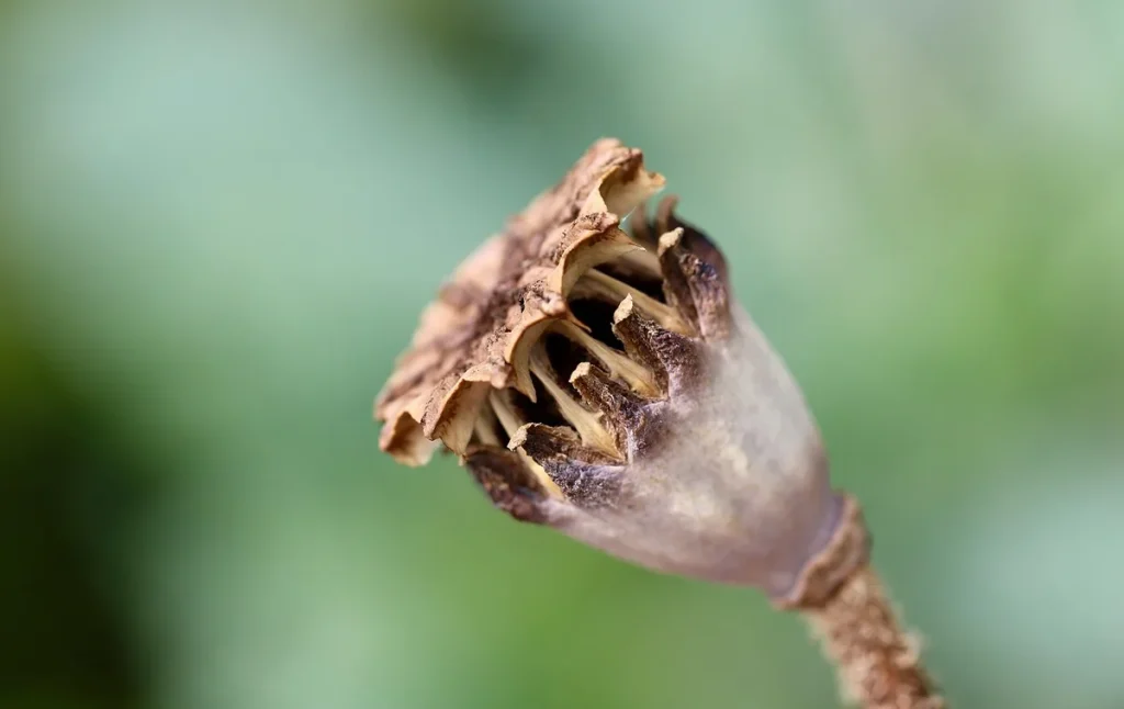 can you plant moldy seed potatoes