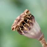 can you plant moldy seed potatoes