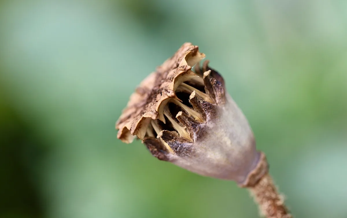 can you plant moldy seed potatoes