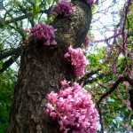 can you start a redbud tree from a cutting