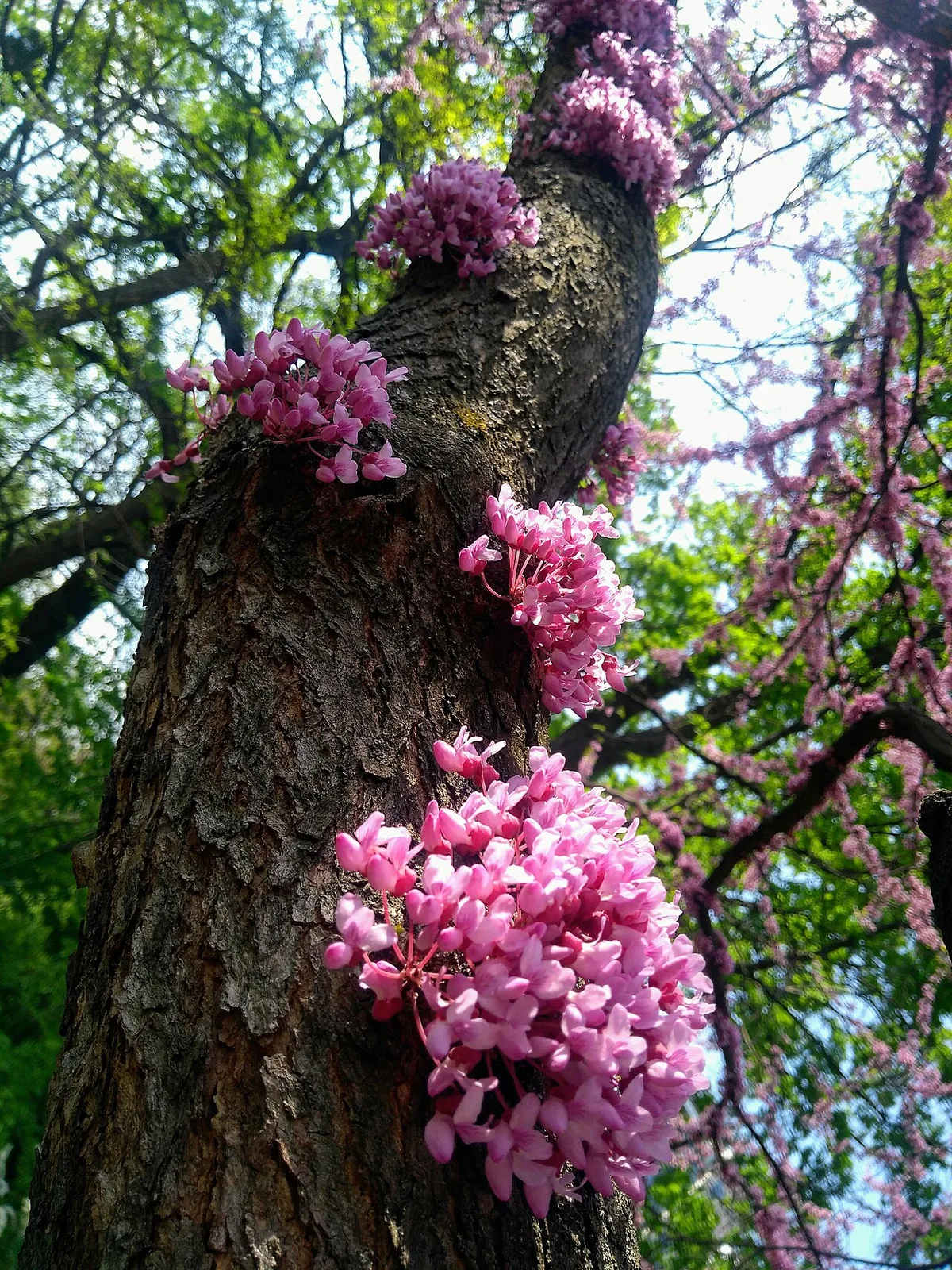 can you start a redbud tree from a cutting