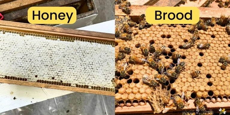 capped brood vs capped honey