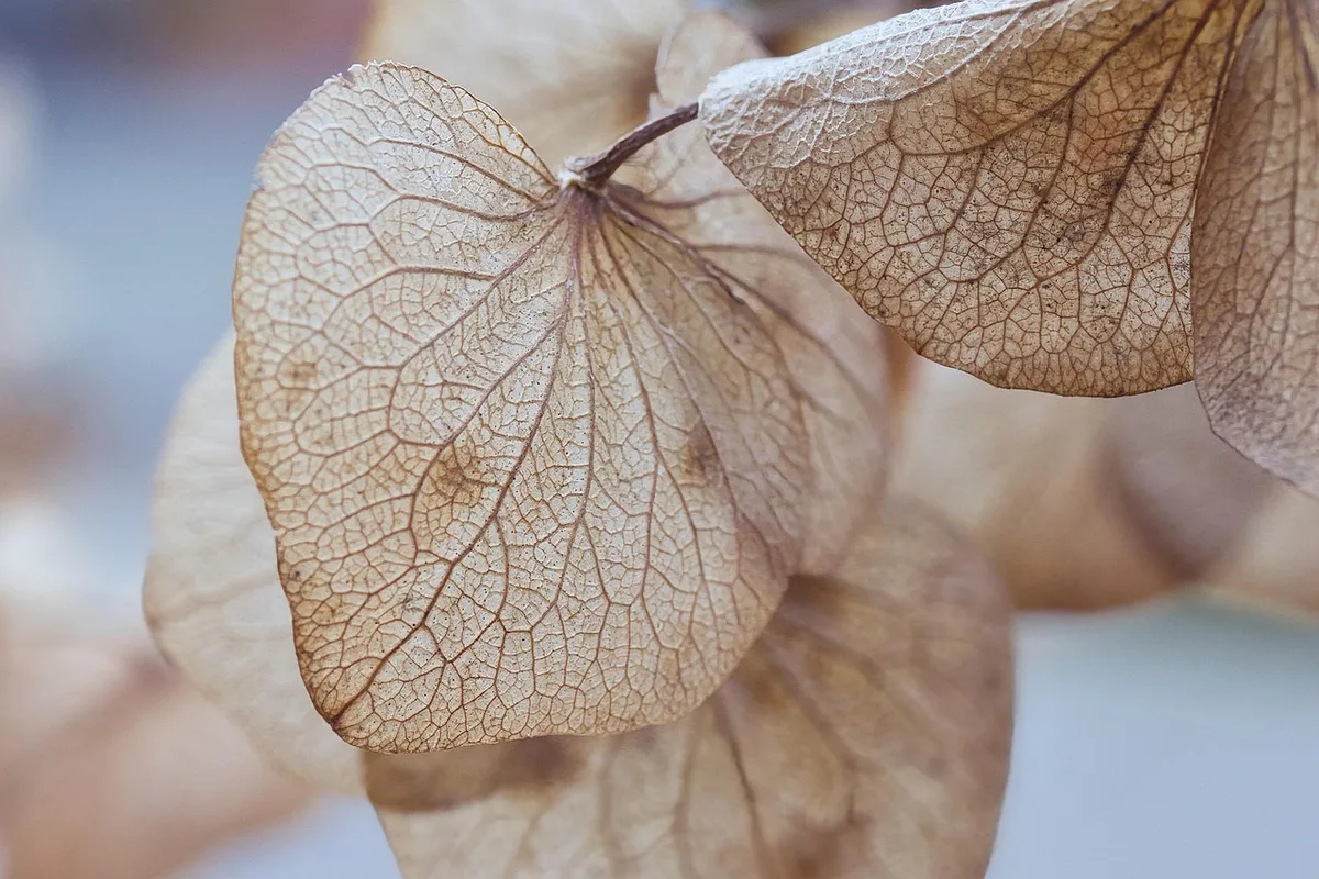 cat pee houseplant damage