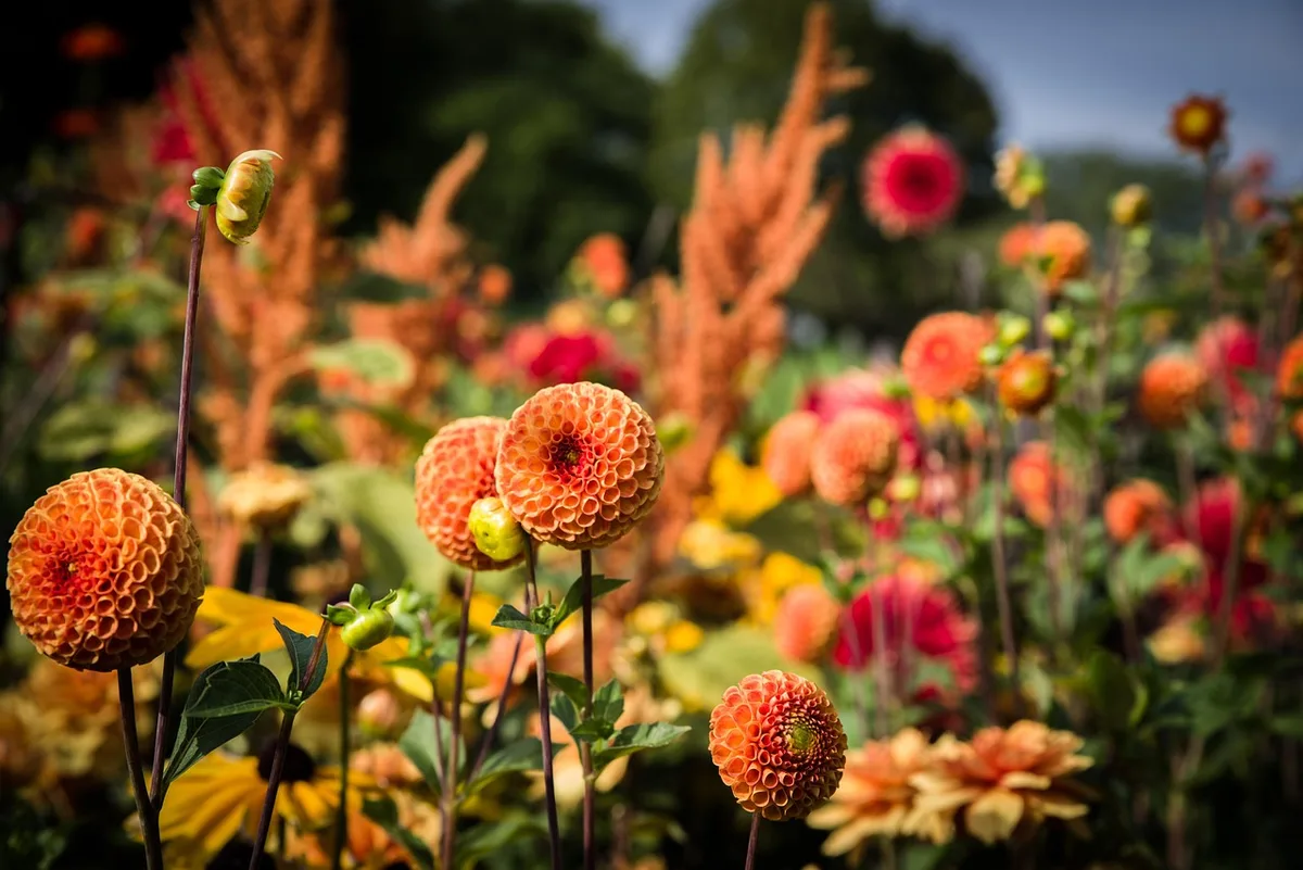 cat safe garden alternatives to wallflowers