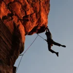 cecile brunner climbing rose trained on arbor