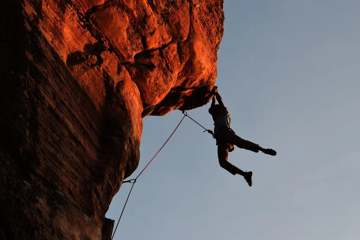 cecile brunner climbing rose trained on arbor