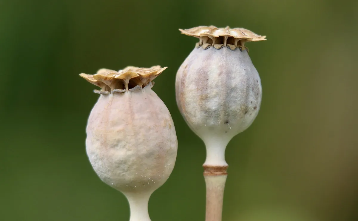 chamomile vs feverfew comparison supplements