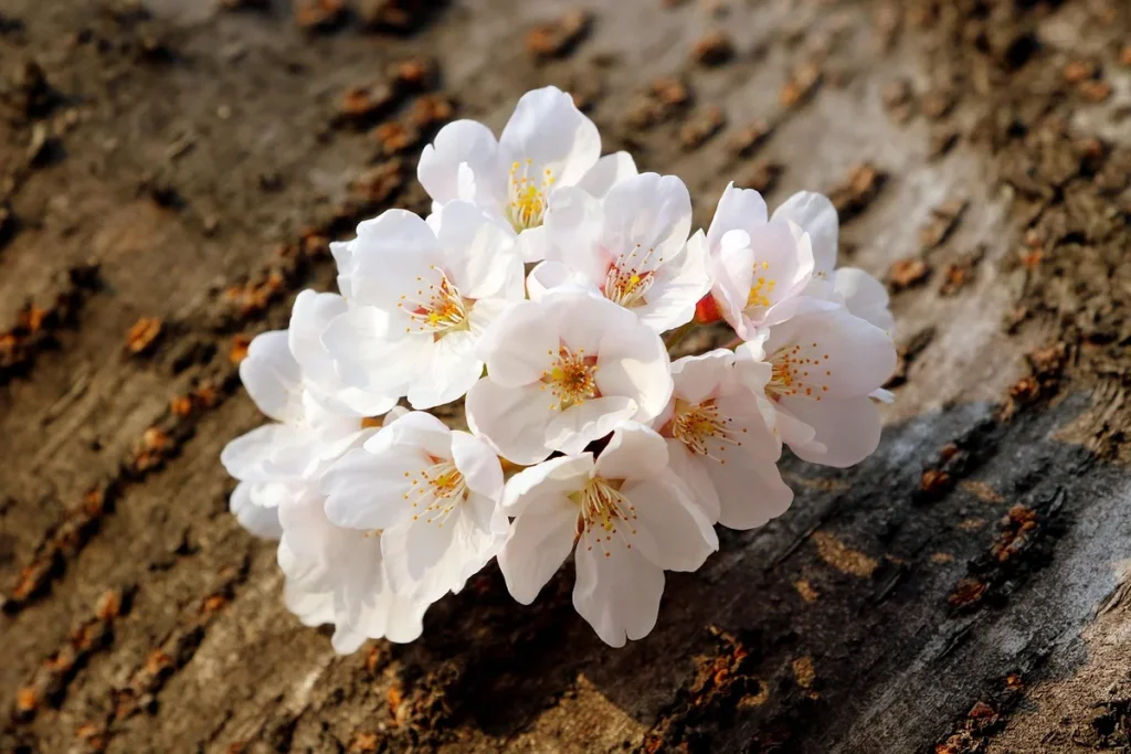 cherry tree drooping leaves