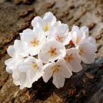 cherry tree drooping leaves