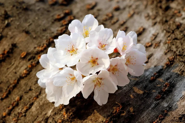 cherry tree drooping leaves