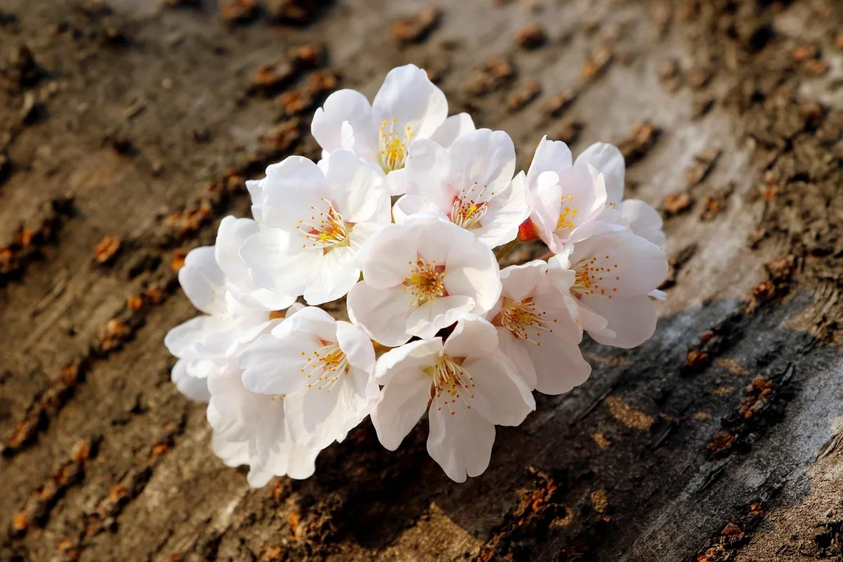cherry tree drooping leaves