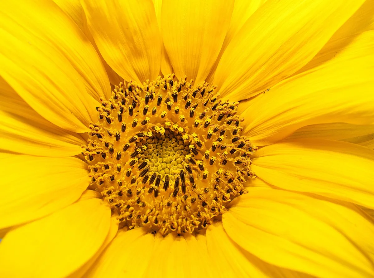 Chianti sunflower purple stem