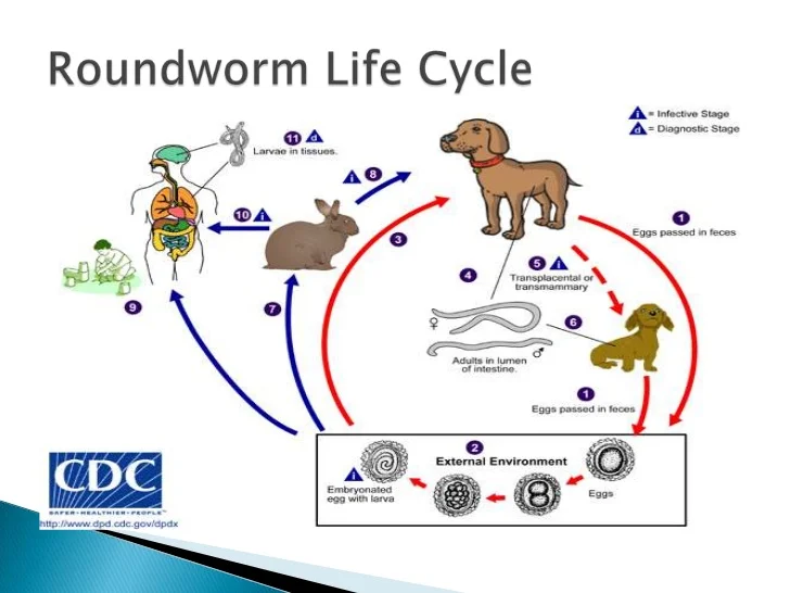 chicken parasite lifecycle