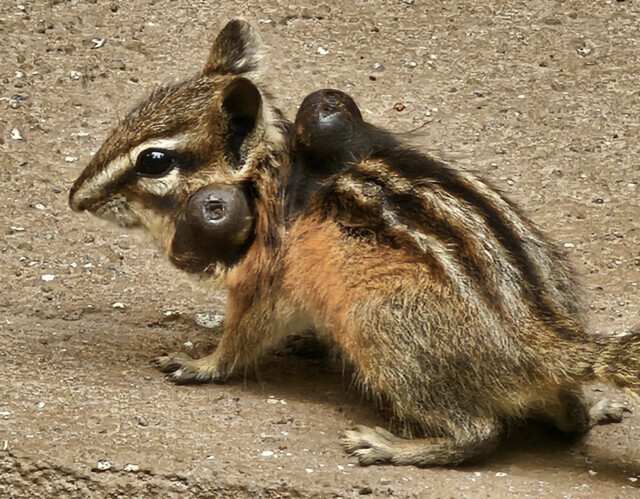chipmunk diet seasonal insects