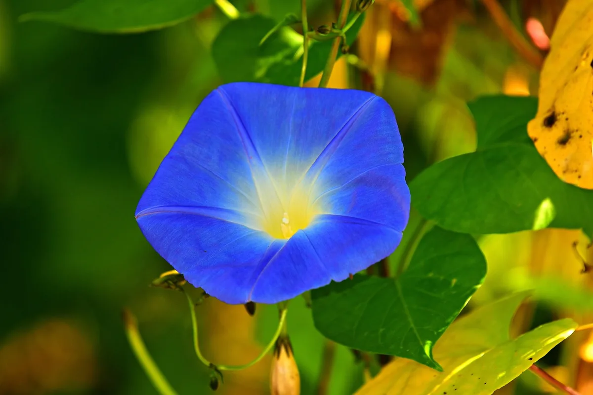 comparison of morning glory seedlings in 4-inch 6-inch and 8-inch pots