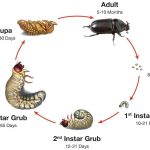 complete metamorphosis scarab beetle diagram egg larva pupa adult
