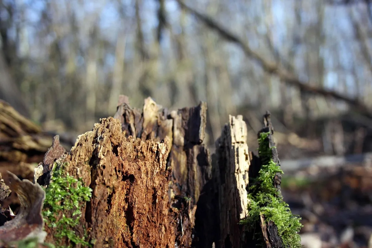 conifer root rot symptoms