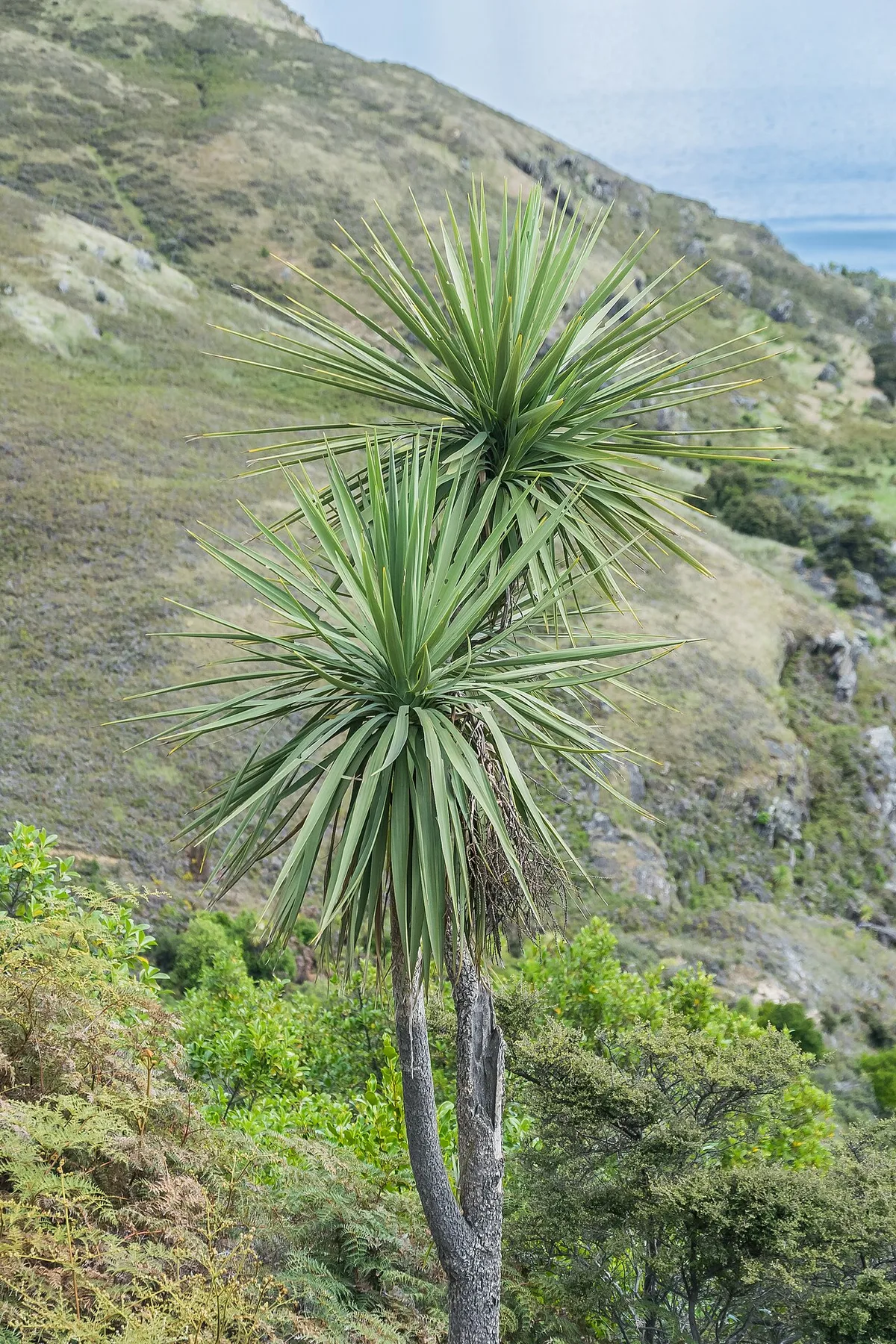 cordyline australis cabbage tree