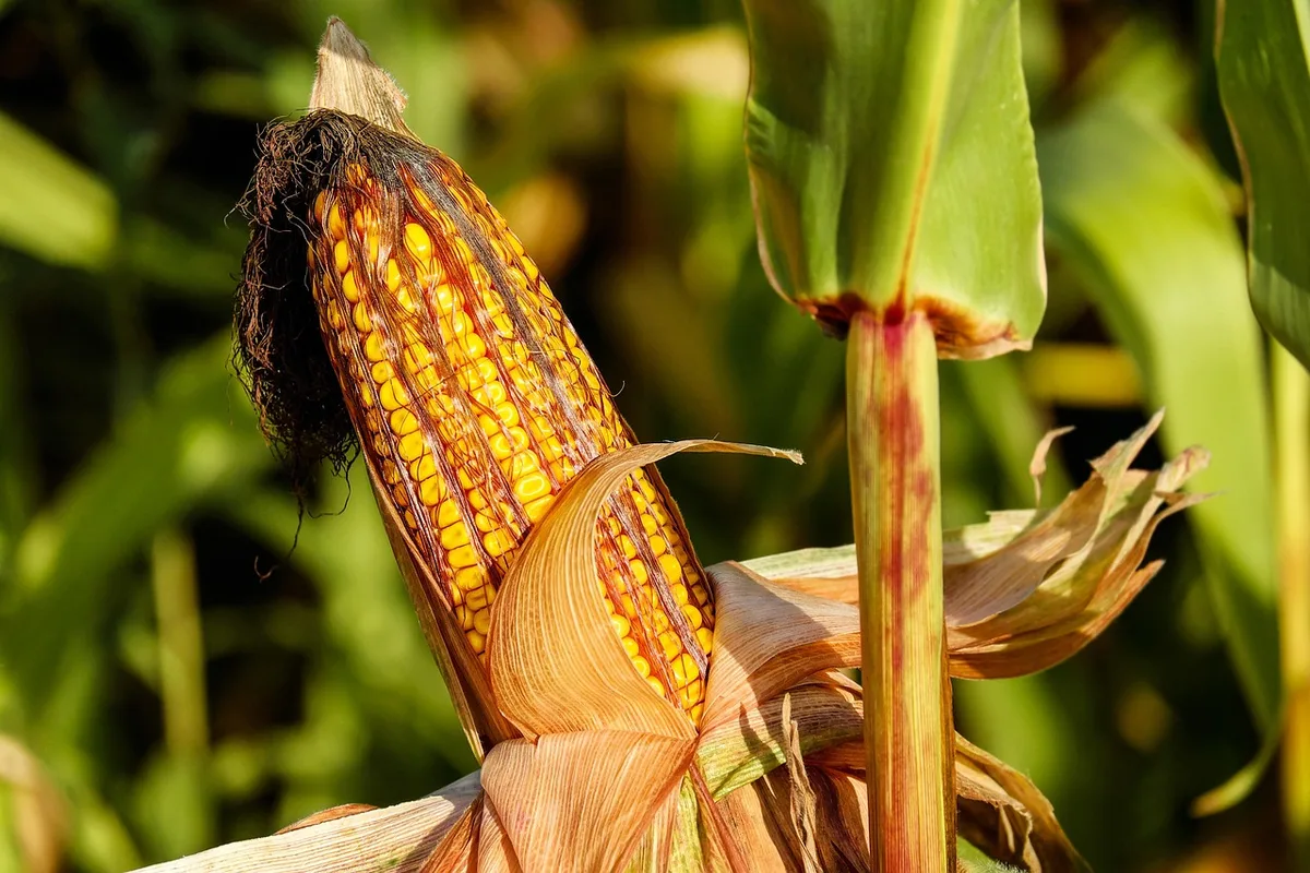 corn field emergence stand count