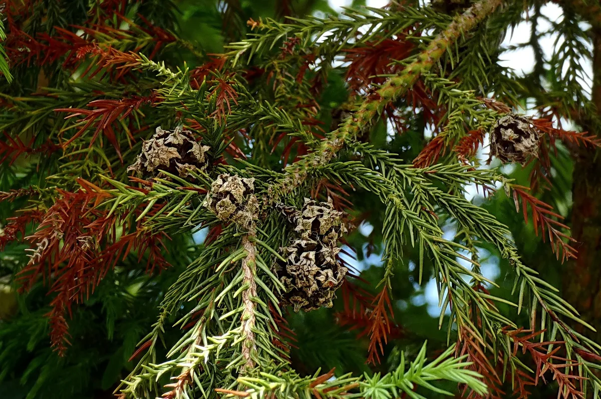 cryptomeria browning needles