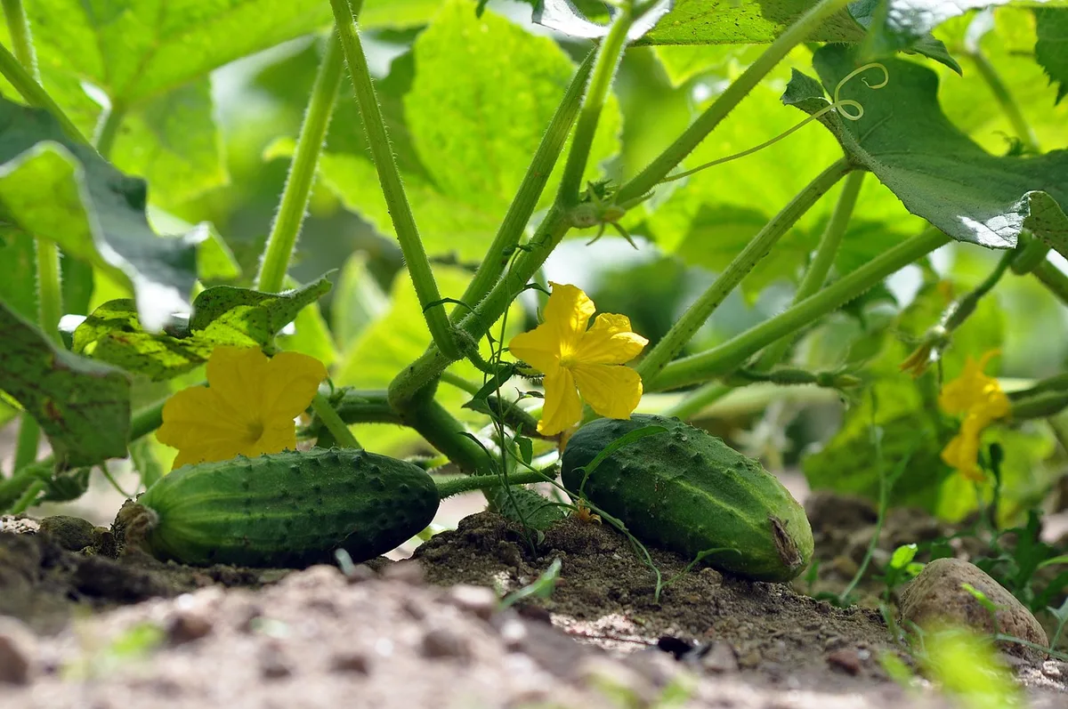 cucumber male vs female flower identification