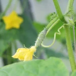 cucumber that doesn't need pollination