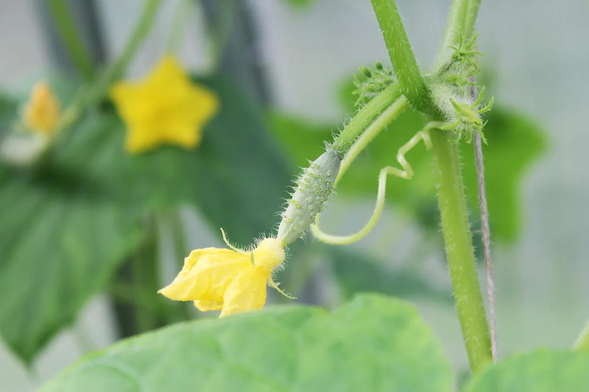 cucumber that doesn't need pollination