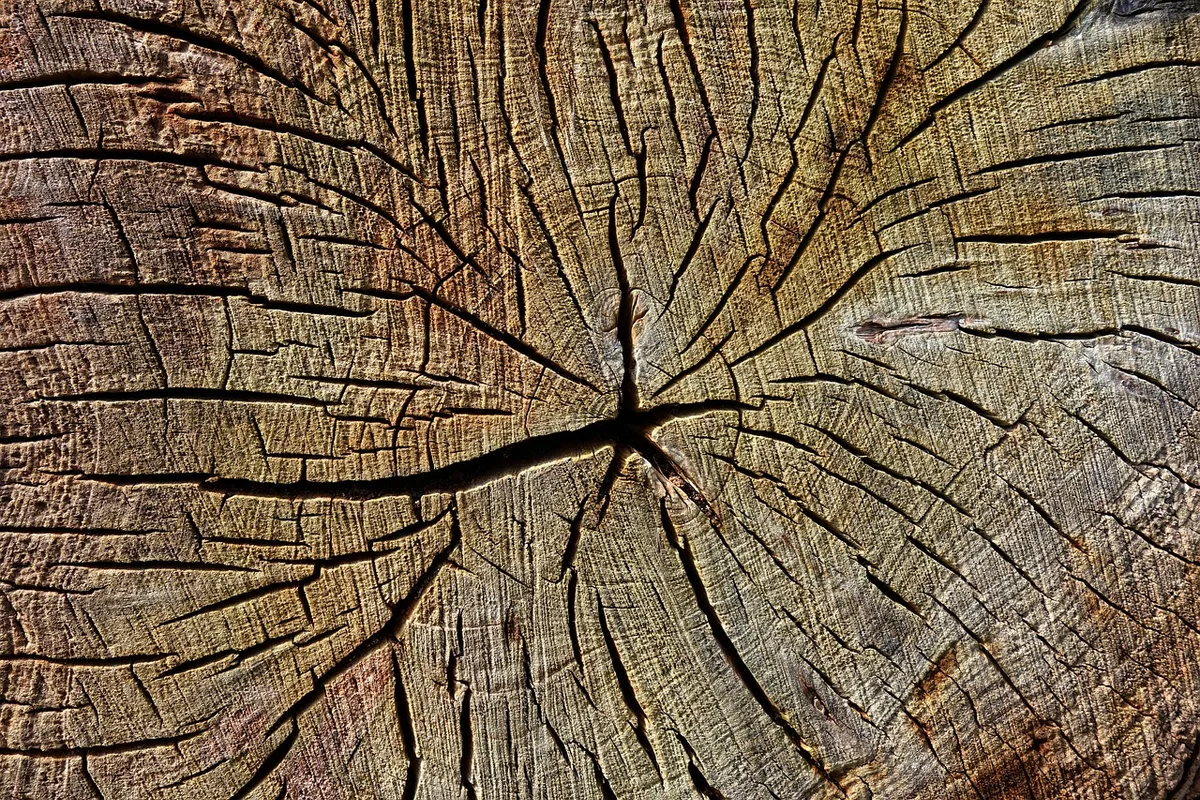 cut stump herbicide treatment