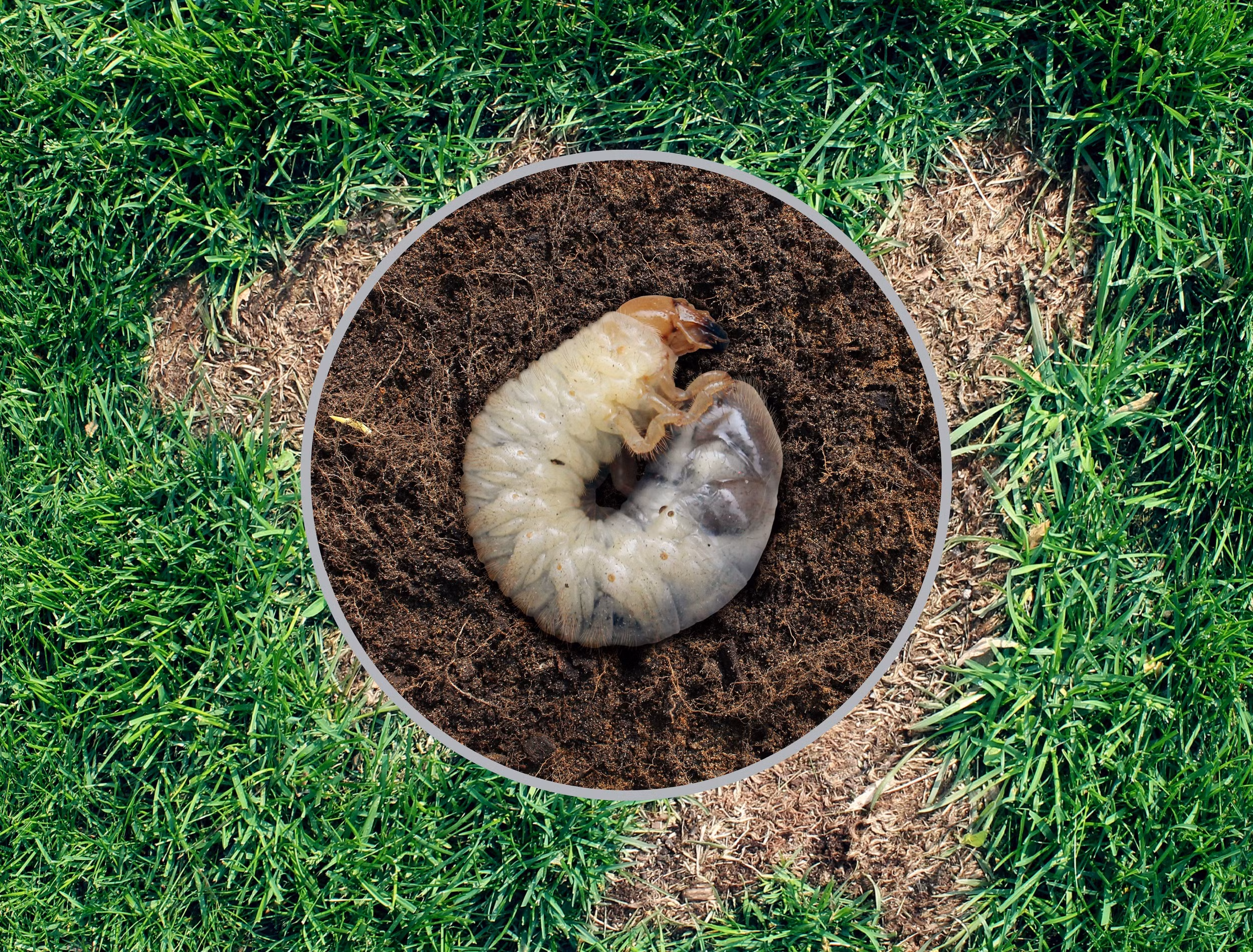 cutting back sod to check for grubs