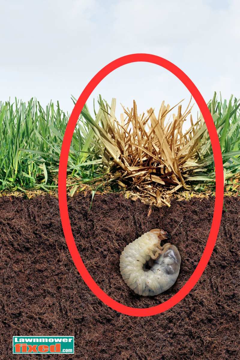 cutting back sod to count grubs