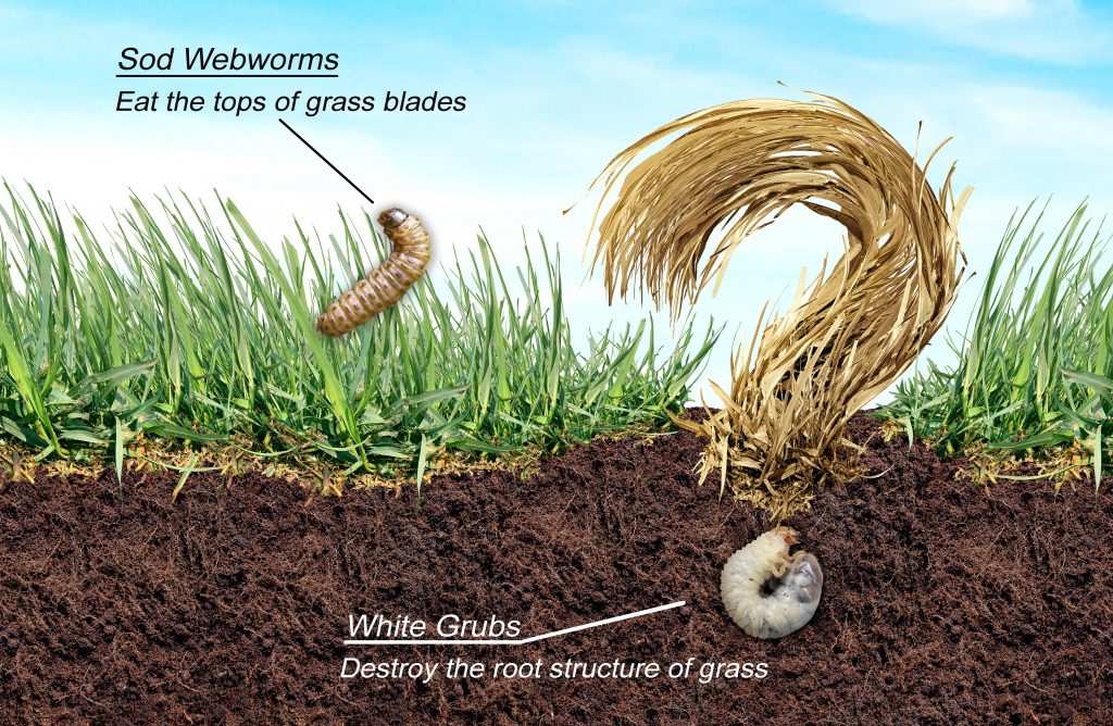 cutting turf to inspect for grubs