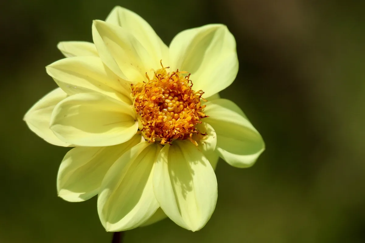 dahlia mosaic virus symptoms