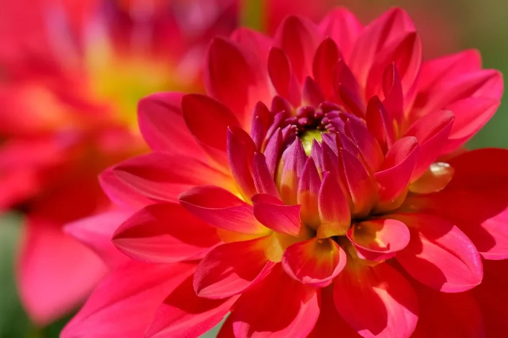 dahlia pests and diseases pictures