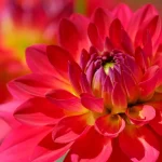 dahlia pests and diseases pictures