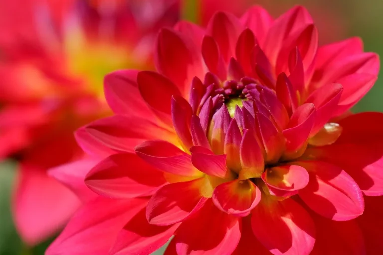 dahlia pests and diseases pictures