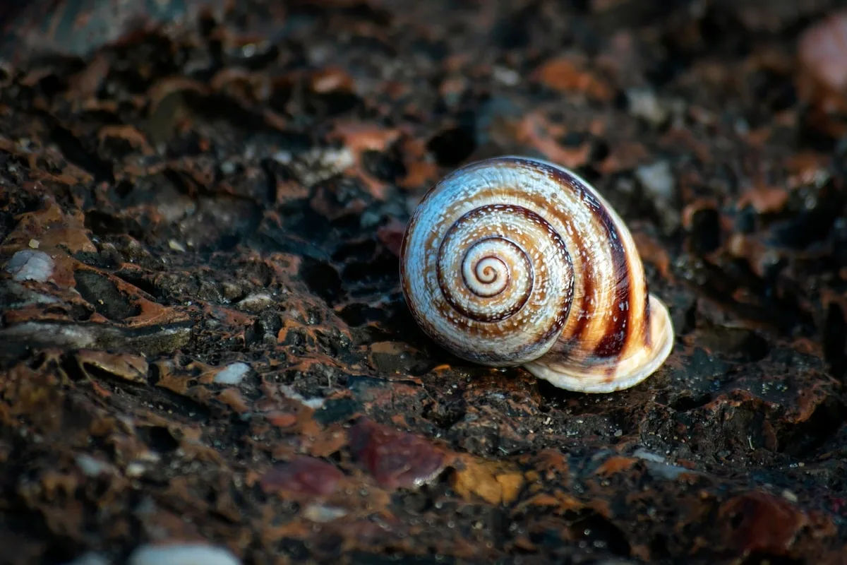 decollate snail shell identification