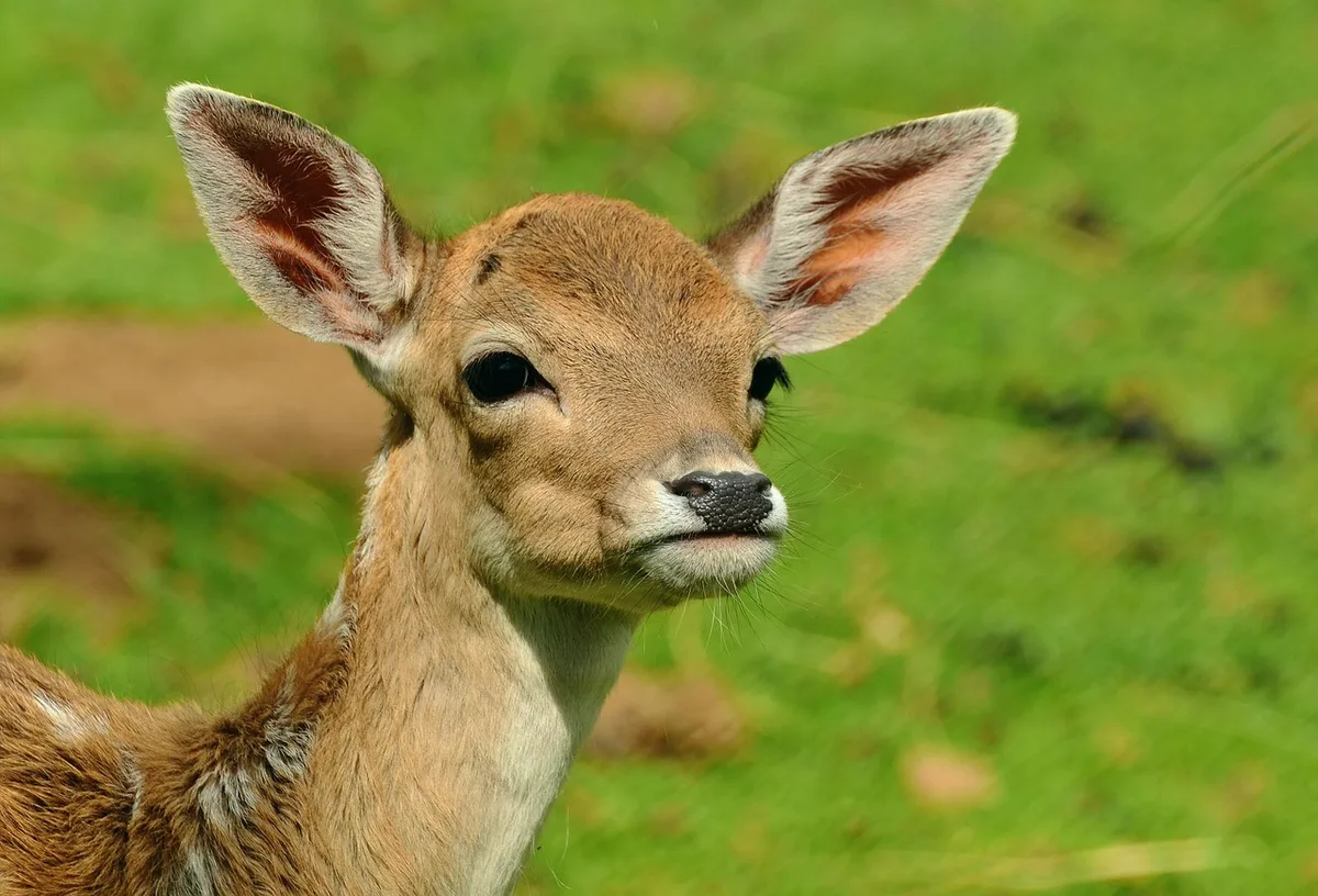 deer browsing damage on garden plants