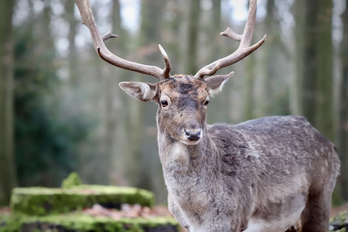 deer browsing damage on hosta plants