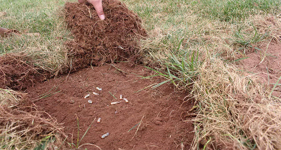 digging lawn to find grubs