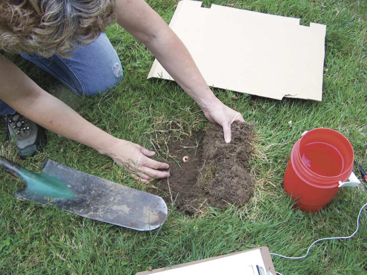 digging square foot lawn sample for grubs