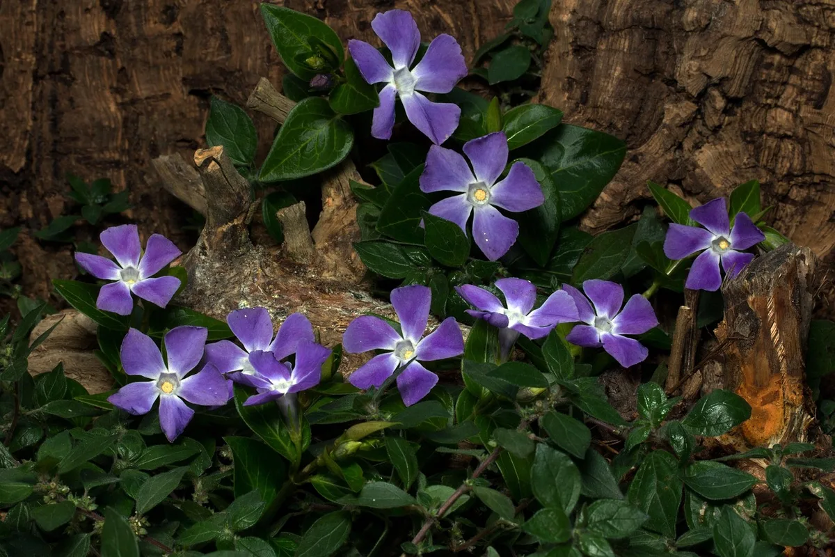 dividing vinca minor clumps