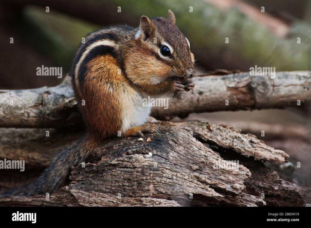 do chipmunks eat grubs