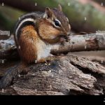 do chipmunks eat grubs