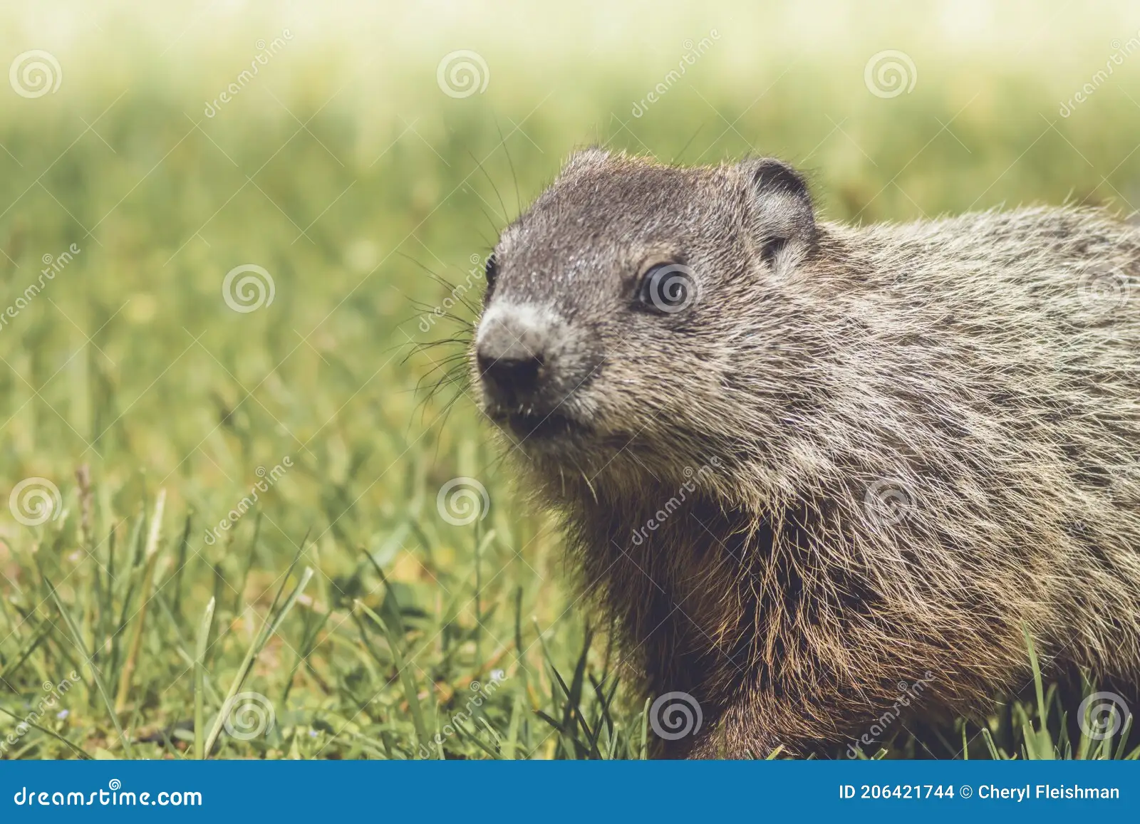 do groundhogs eat grubs
