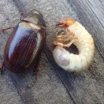 do grub worms turn into june bugs