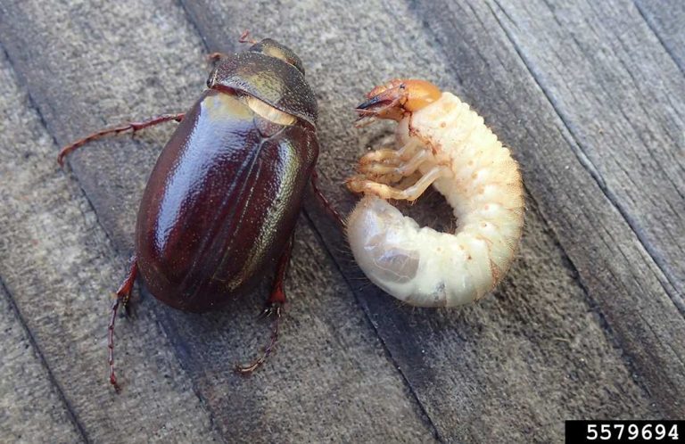 do grub worms turn into june bugs
