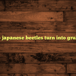 do japanese beetles turn into grubs