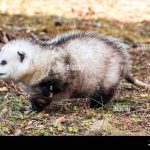 do possums eat grubs