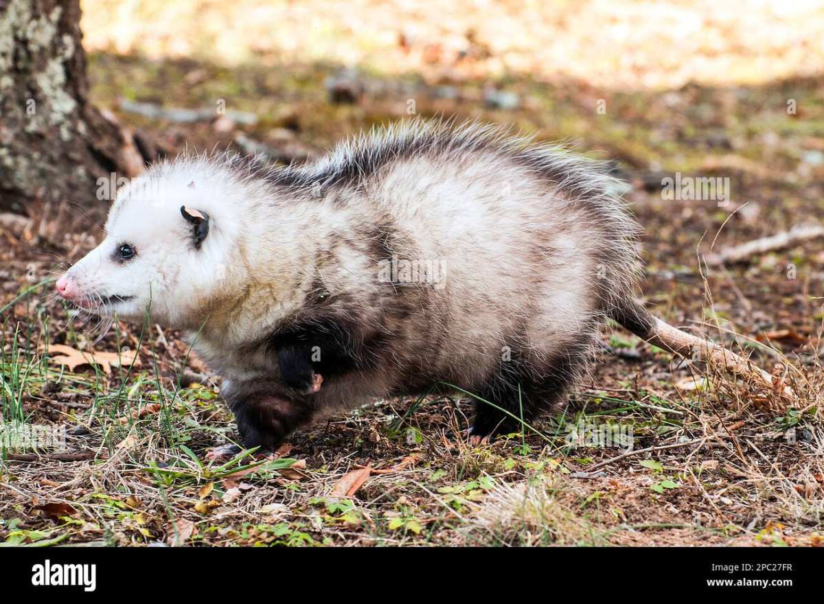 do possums eat grubs